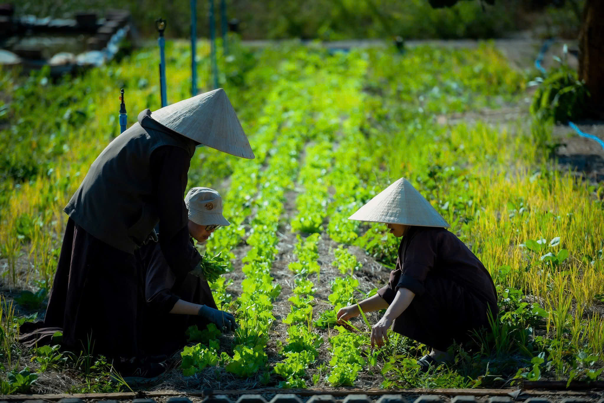 Làm việc chánh niệm hòa mình cùng thiên nhiên
